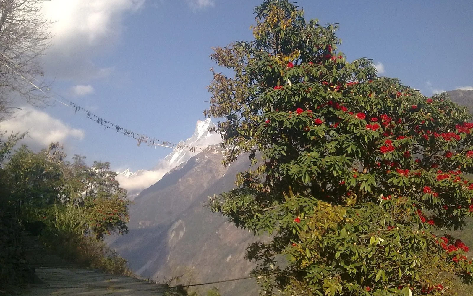 Rhododendron forest in Nepal