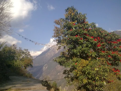 Rhododendron forest in Nepal